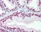 CBR3 Antibody (clone AT3C5)